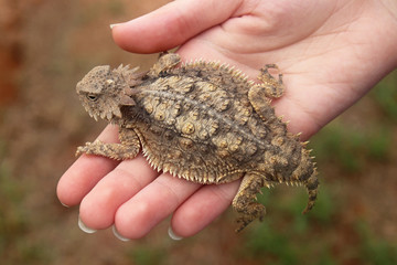 Regal Horned Lizard (Phrynosoma solare)