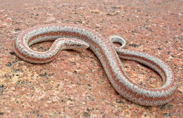 Juvenile Rosy Boa (Lichanura orcutti)