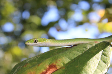 Rough Green Snake (Opheodrys aestivus)