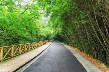 Obraz premium Amazing road among green bamboo woods. Road through forest