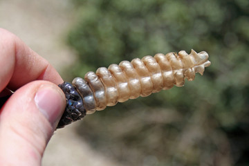 Rattle on Rattlesnake Tail