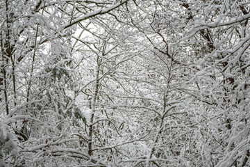 Snow covered winter landscape of trees and bushes as a monochromatic winter background