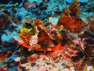 Obraz na płótnie Canvas The amazing and mysterious underwater world of Indonesia, North Sulawesi, Bunaken Island, scorpionfish