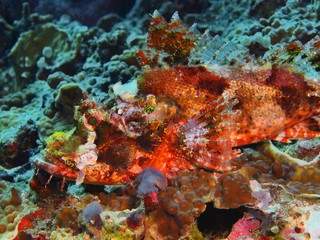 Obraz na płótnie Canvas The amazing and mysterious underwater world of Indonesia, North Sulawesi, Bunaken Island, scorpionfish