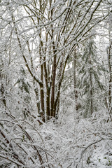 Snow covered winter landscape of trees and bushes as a monochromatic winter background