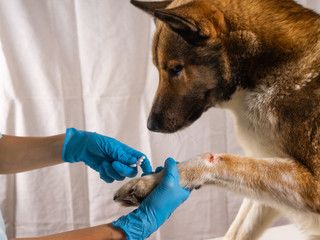 The vet treats the wound on the dog's paw. Treatment dogs have the vet.