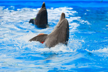 Fototapeta premium dolphin in the water at zoo