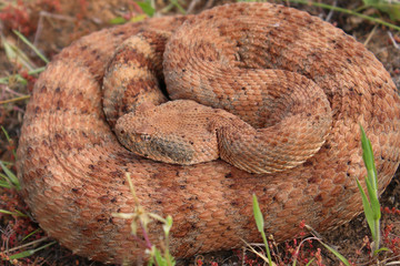 Speckled Rattlesnake Coiled (Crotalus mitchellii)