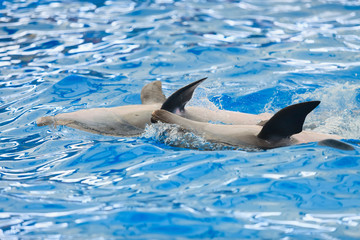 dolphin in the water at zoo