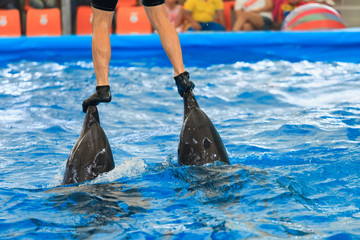 dolphin in the water at  zoo