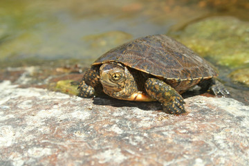 Southwestern Pond Turtle (Actinemys pallida)