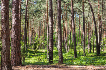 Obraz premium pine forest on a summer sunny day
