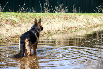 Dog German Shepherd in a water outdoors