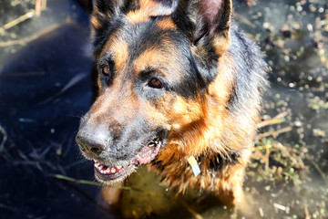 Dog German Shepherd in a water outdoors