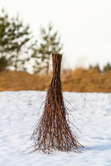 Birch broom
