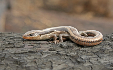 Western (Coronado) Skink 