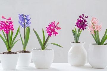 Plakat hyacinth in pot on white background