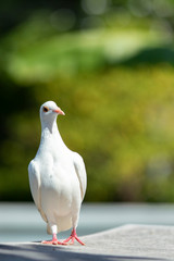 full body of white feather homing pigeon bird standing outdoor