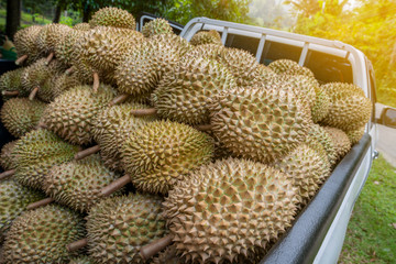 Many ripe fresh durians in the trunk of pickup. King of fruits - durian fruit. Smelly exotic fruit. 