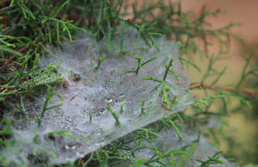 Closeup of naturally dewdrop on spider web on pine tree with natural background of tropical forest in early morning. 