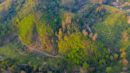Top view of curving river and forest roads with top of jungle hills and agriculture plantation. Arial drone shot of tropical forest trees. 