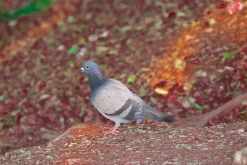 lovely pigeon 