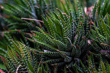 Haworthia willowmorensis