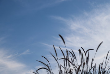 Closeup of tropical grass flower with dark cloudy blue sky background in twilight evening.