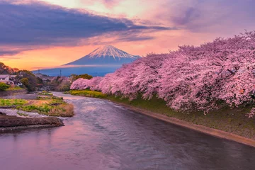 Papier Peint photo autocollant Mont Fuji Mountain fuji in cherry blossom season during sunset.