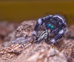 Spider sucking prey
