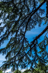 Italy, Rome, Roman Forum, tree branch against blue sky
