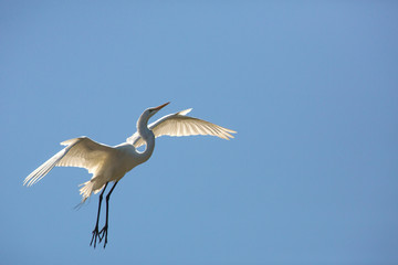 Great egret flying over a swamp in St. Augustine, Florida.