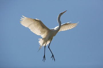 Great egret flying over a swamp in St. Augustine, Florida.