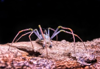 Spider on black Background