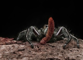 Spider Hyllus Diardi Male and Female