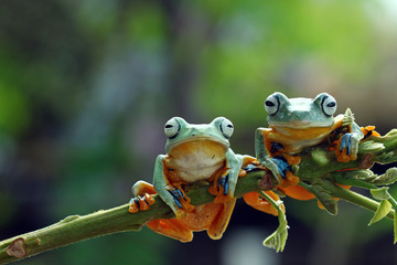 Tree frog, Flying frog sitting on branch