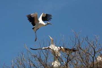 Wood stork preparing to land in St. Augustine, Florida.