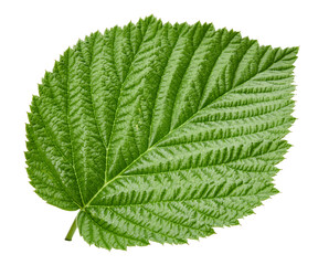 Raspberry leaf isolated