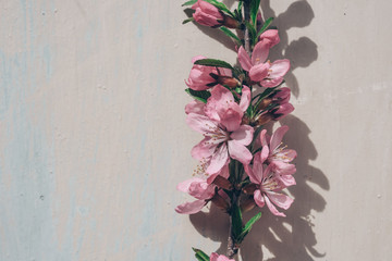 Sprig of blossoming almonds on a wooden, vintage light background. The concept is spring minimalism