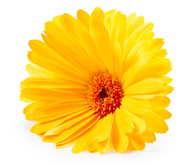 Marigold flower isolated