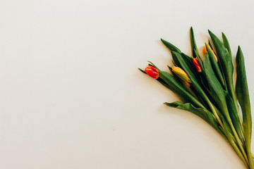 Bunch of Spring tulip flowers. Flat lay. Waiting for spring. Happy Easter card. Top view. Flower Tulip .Spring or summer background with copy space for text. Flowers composition. Floral pattern.