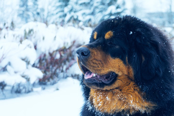 Portrait of Tibetan Mastiff on a Sunny winter day. The dog in the winter.