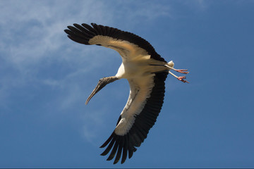 Wood stork flying over a swamp in St. Augustine, Florida.