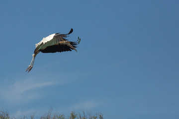 Wood stork preparing to land in St. Augustine, Florida.