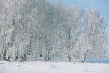 Winter forest. Snow in the forest. Winter landscape. Siberian forest. Taiga in the winter. Russian forest.