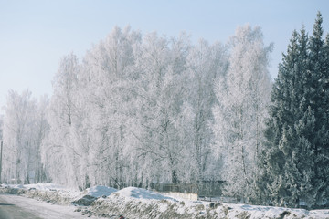 Winter forest. Snow in the forest. Winter landscape. Siberian forest. Taiga in the winter. Russian forest.