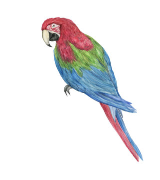 Watercolor painting a colorful parrot isolated on white background