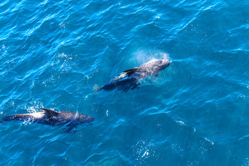 Fototapeta premium Long-Finned Pilot Whales in the Southern Atlantic Ocean