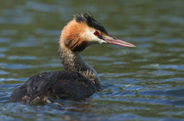 A stunning Great-crested Grebe (Podiceps cristatus) swimming in a river.	
