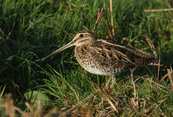 A stunning Snipe (Gallinago gallinago) standing on a small grassy mound.